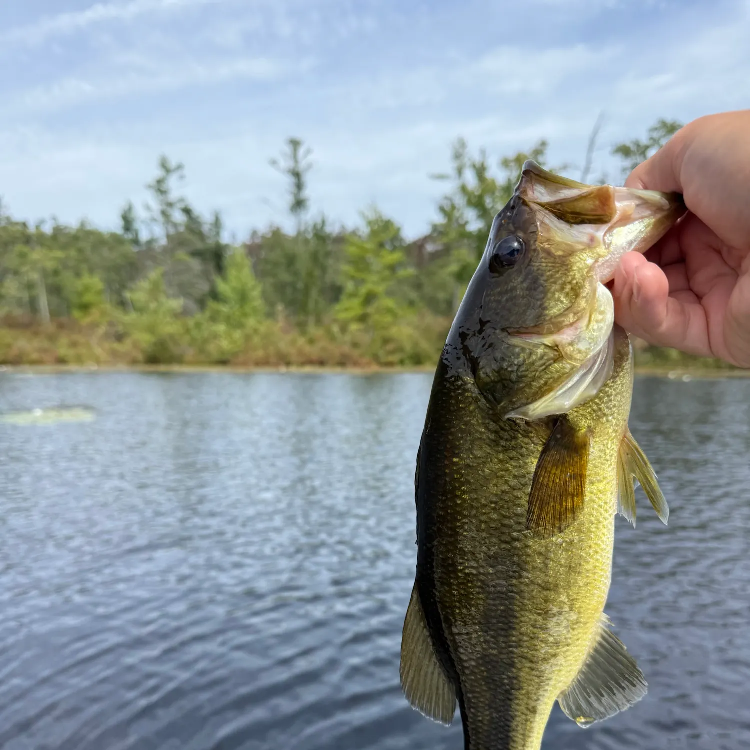 Largemouth bass caught on Fishbrain