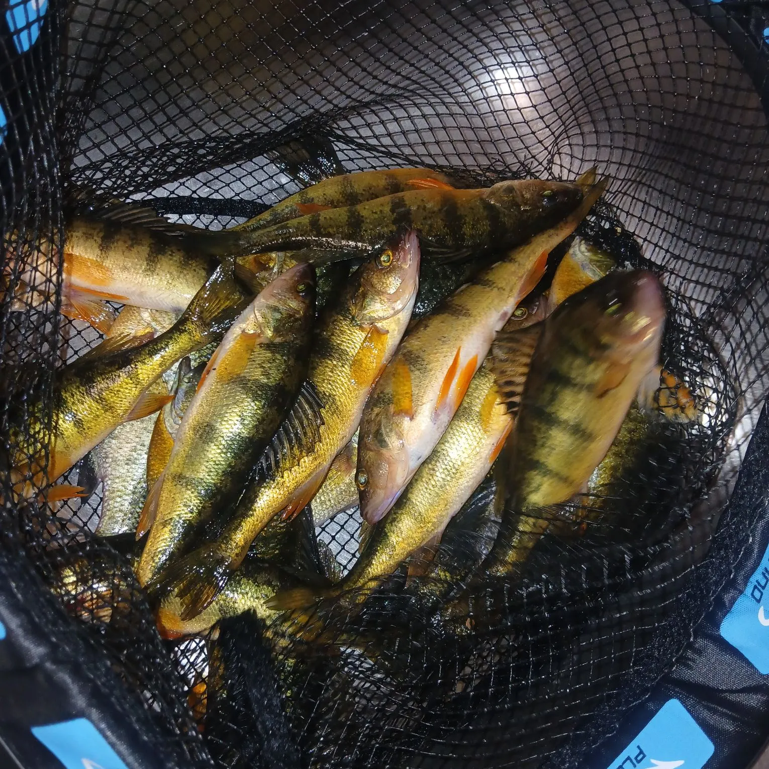 Yellow perch caught on Fishbrain