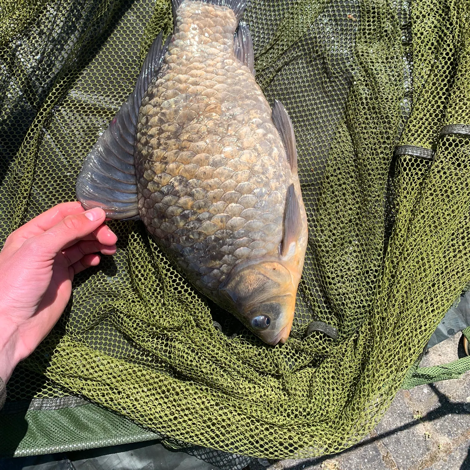 The most recent Prussian carp catches on Fishbrain