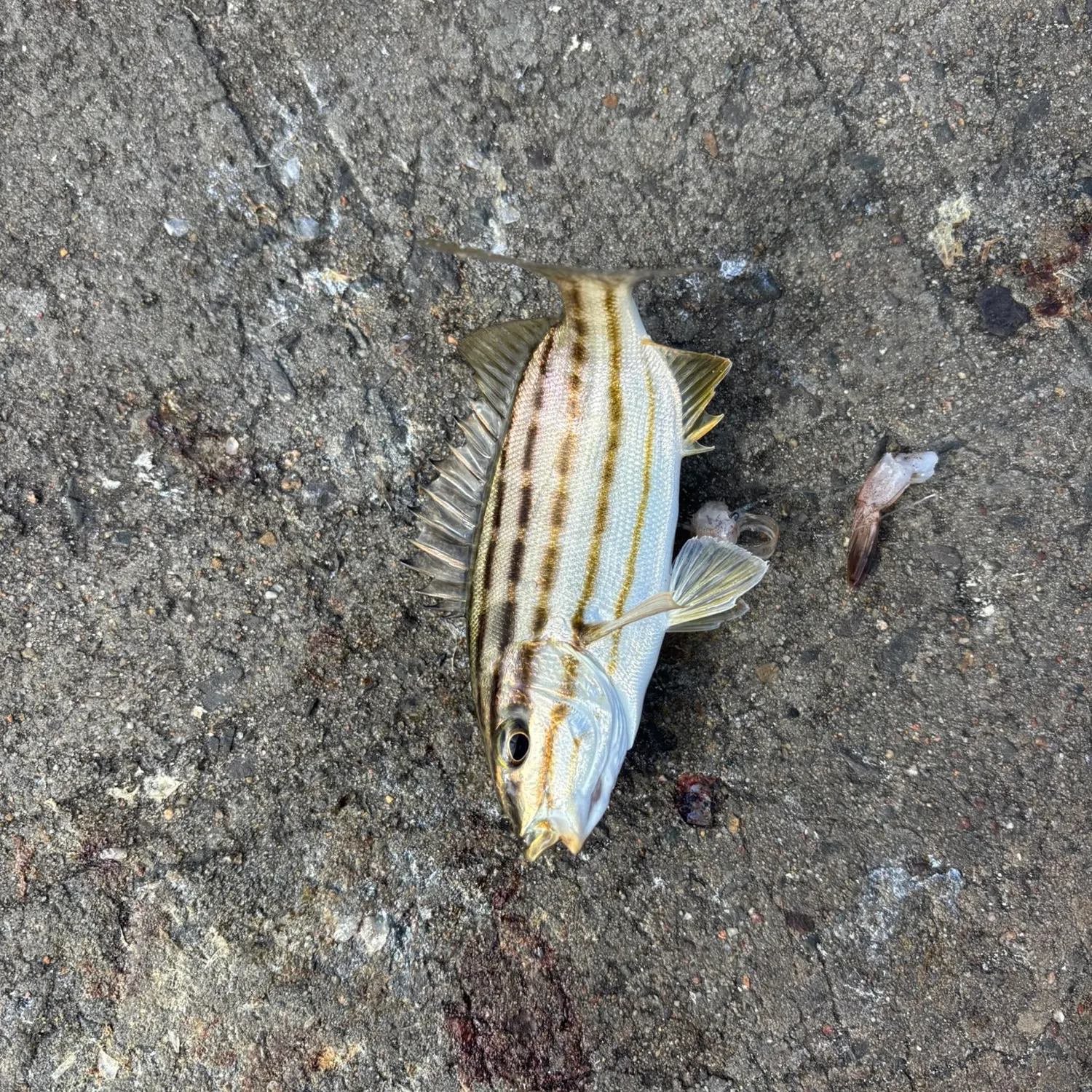 The most recent Striped trumpeter catches on Fishbrain