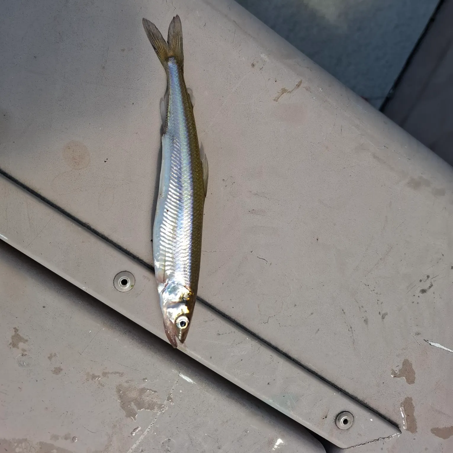 The most recent Atlantic rainbow smelt catches on Fishbrain