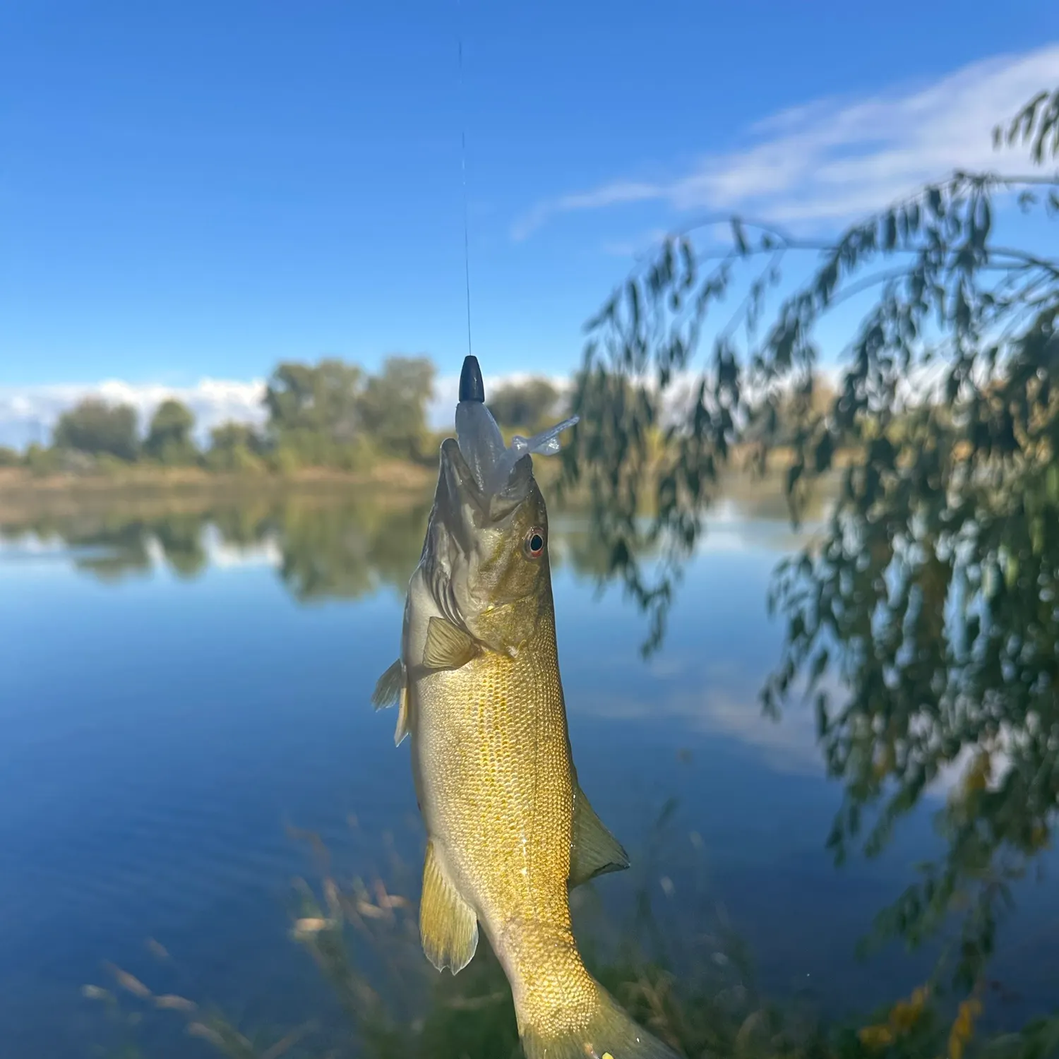 Smallmouth bass caught on Fishbrain