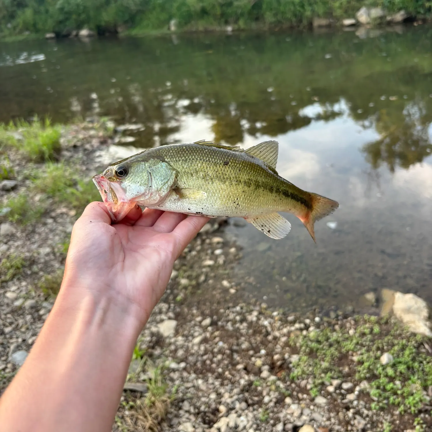Largemouth bass caught on Fishbrain