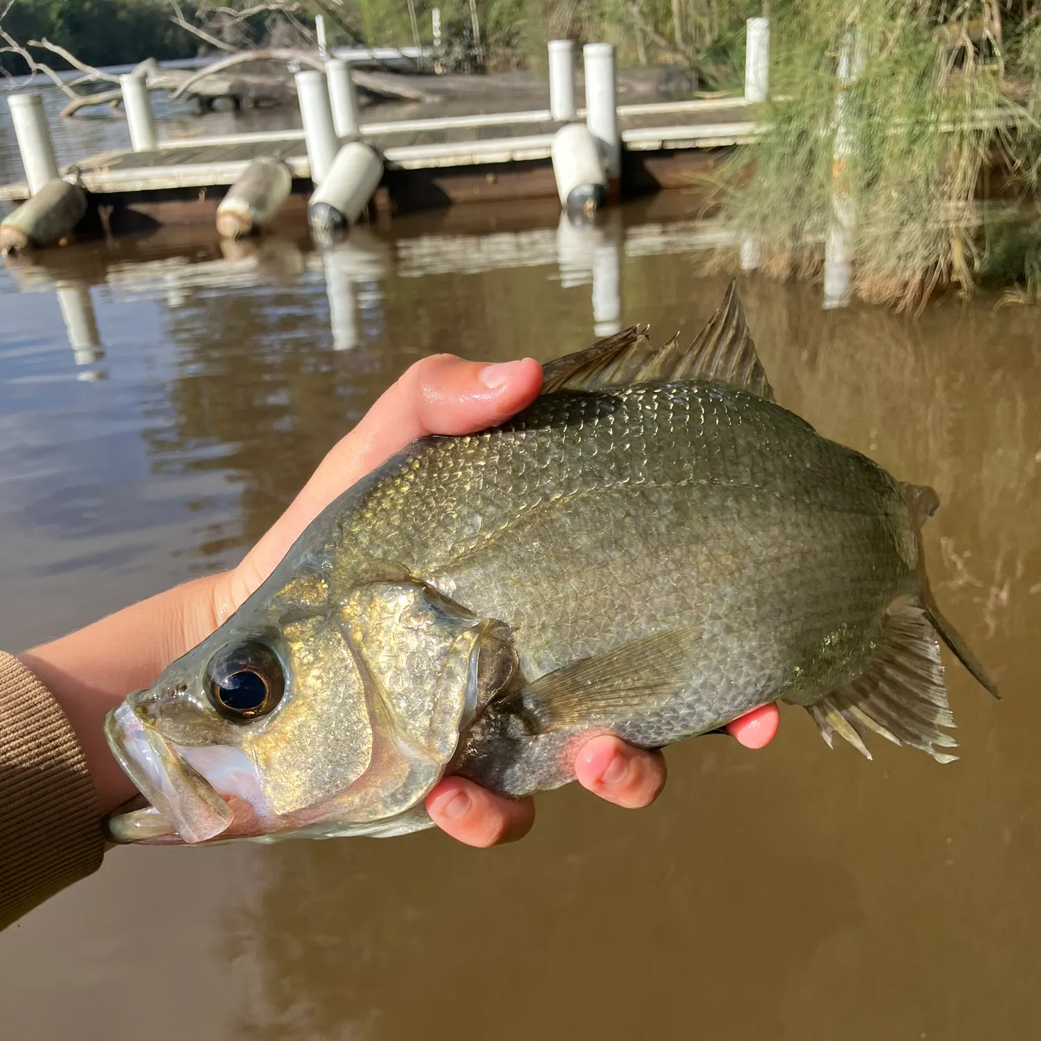 most liked catch image