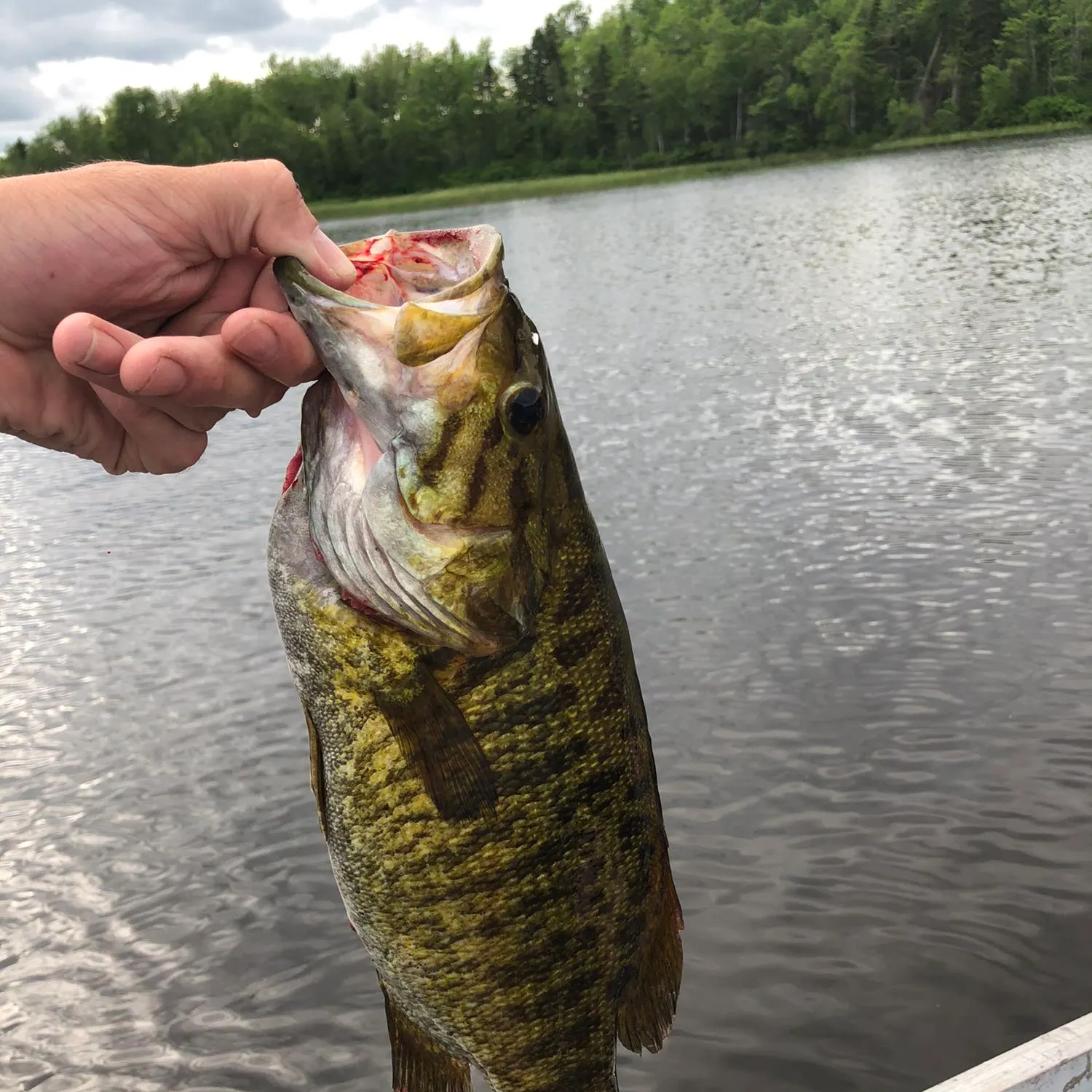 angler catch