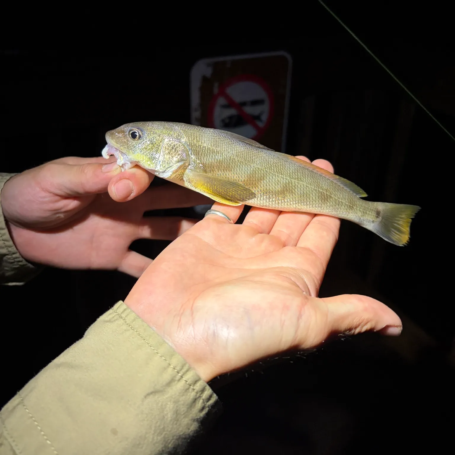 The most recent Southern kingcroaker catches on Fishbrain