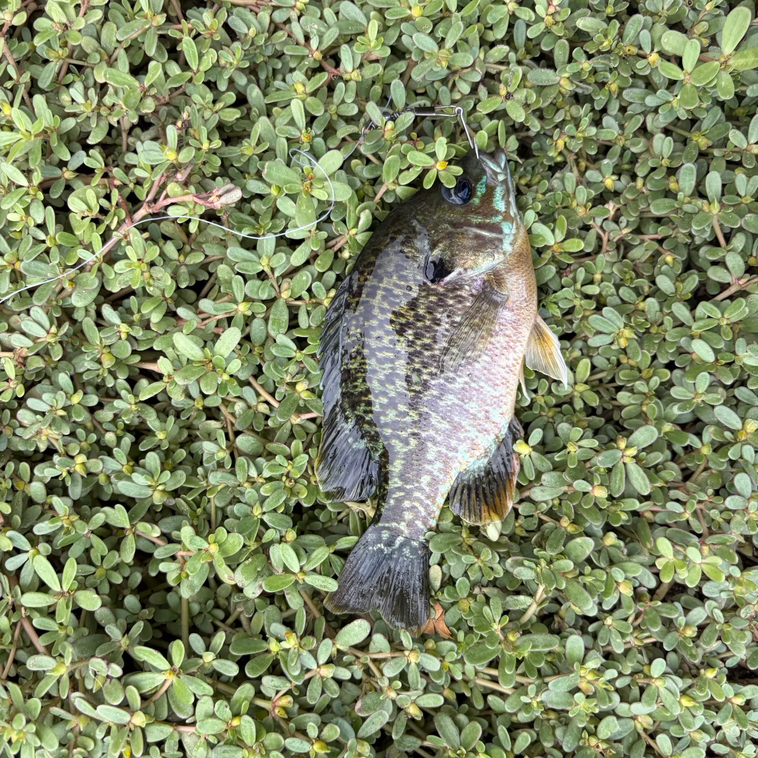 Wargill hybrid caught on Fishbrain