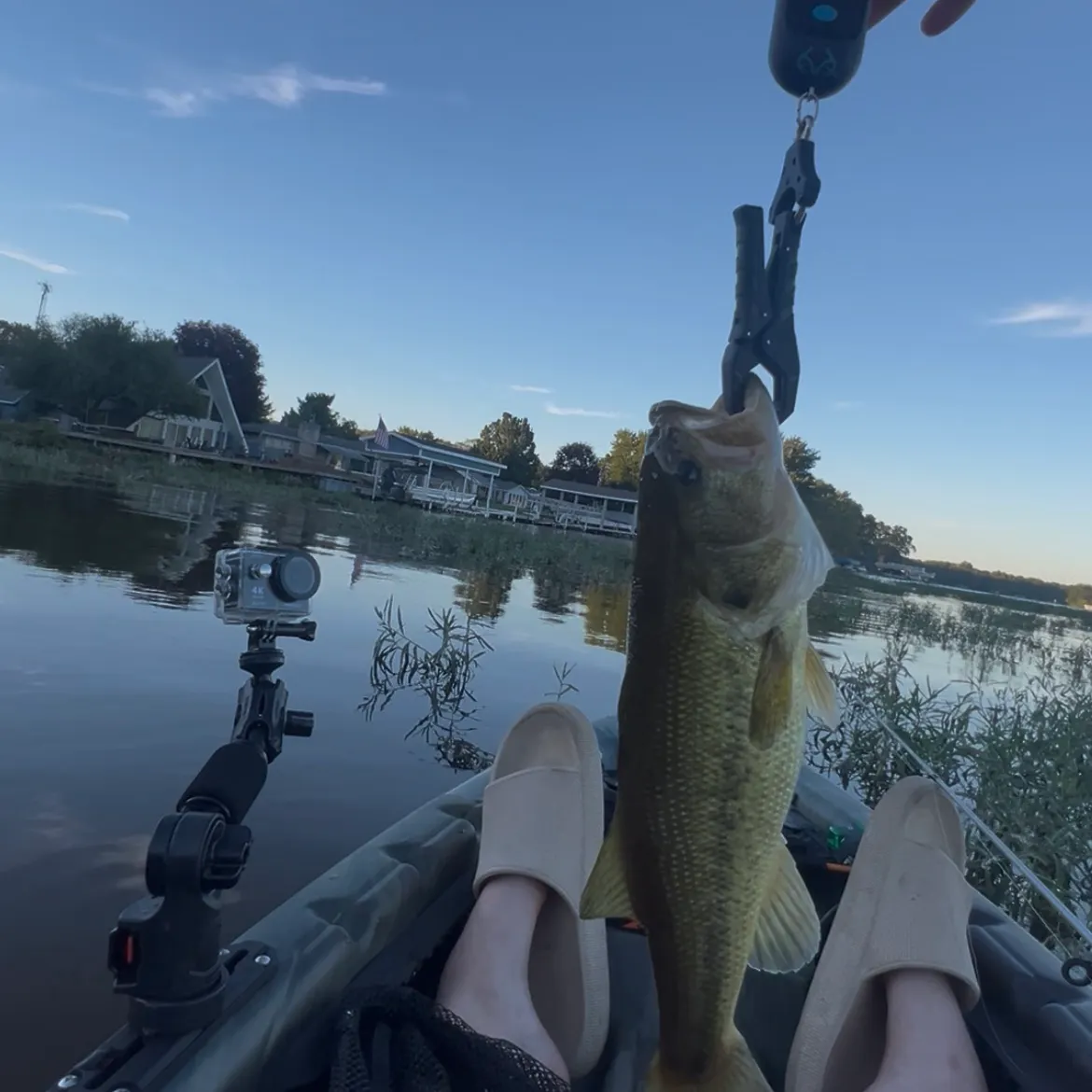 Largemouth bass caught on Fishbrain