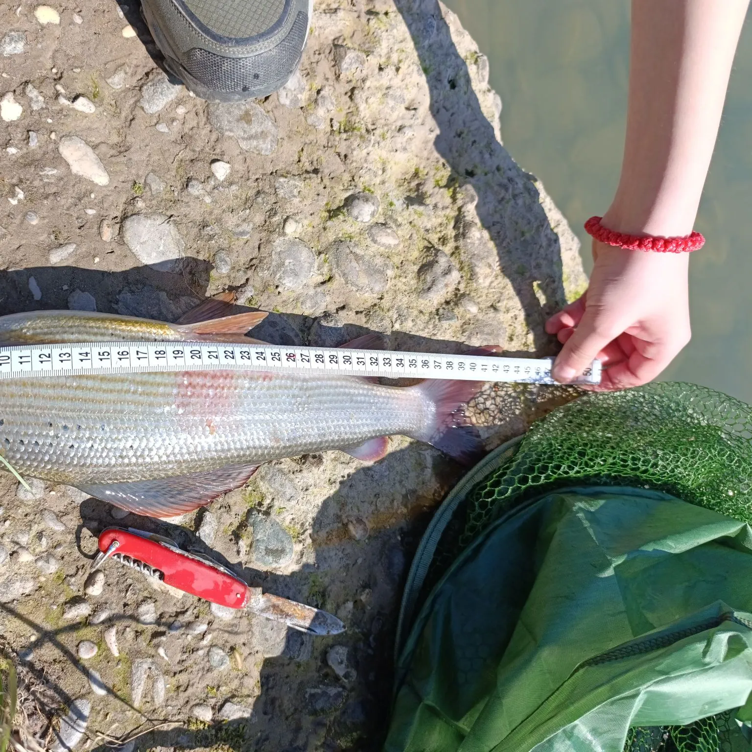 The most recent European grayling catches on Fishbrain