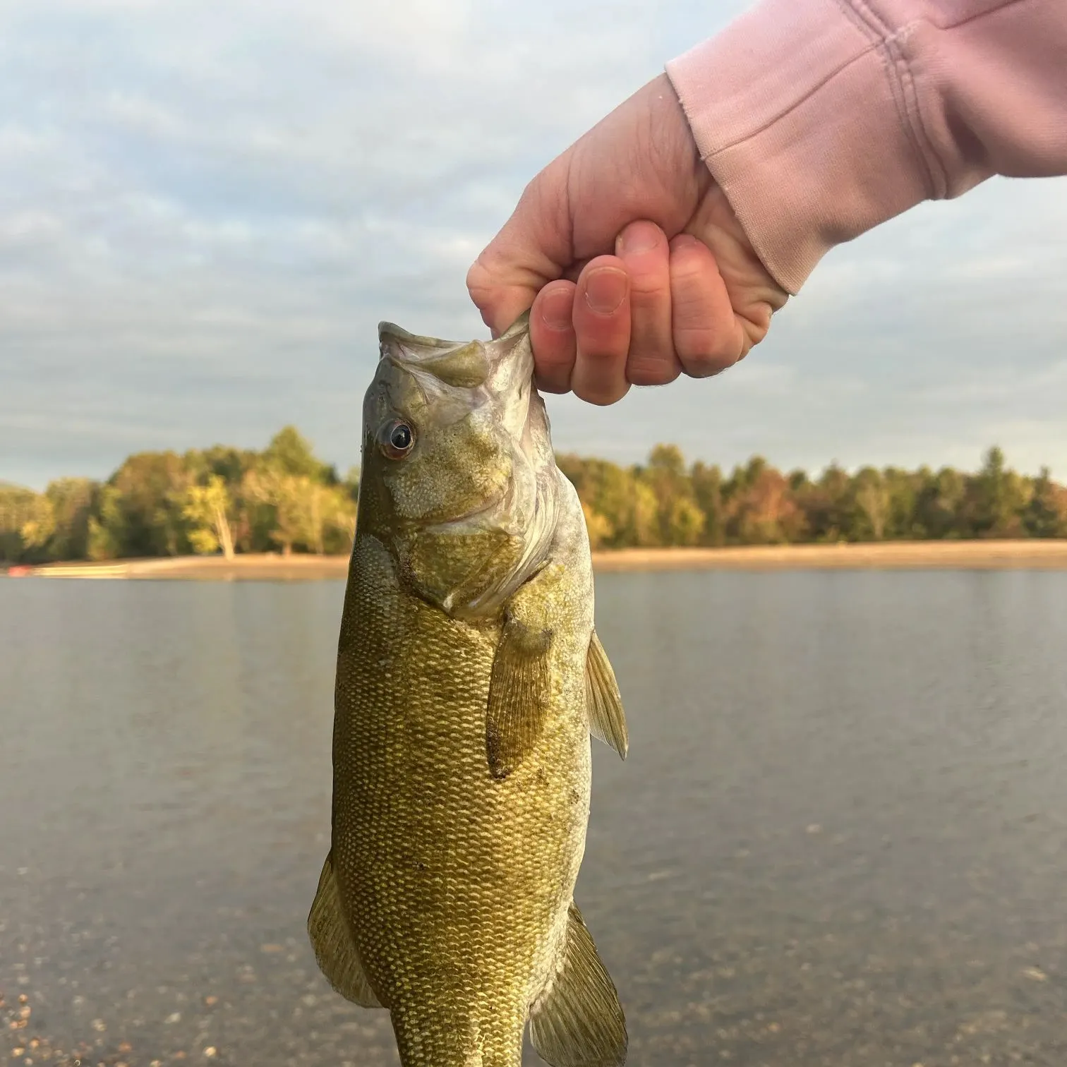 Smallmouth bass caught on Fishbrain