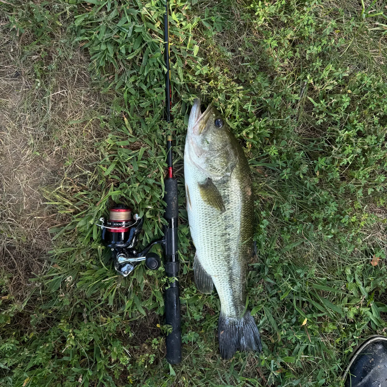 Largemouth bass caught on Fishbrain
