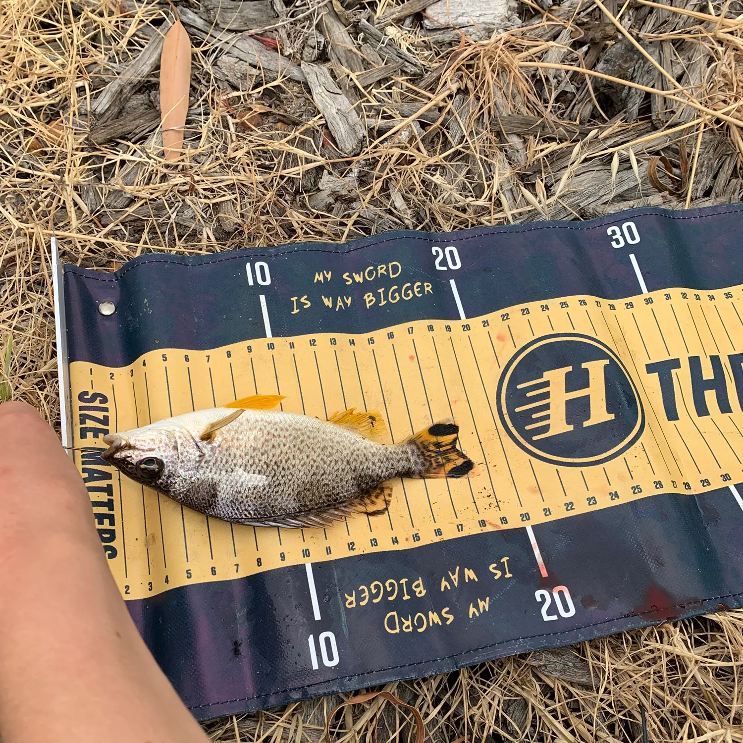 The most recent Yellowtail Grunter catches on Fishbrain