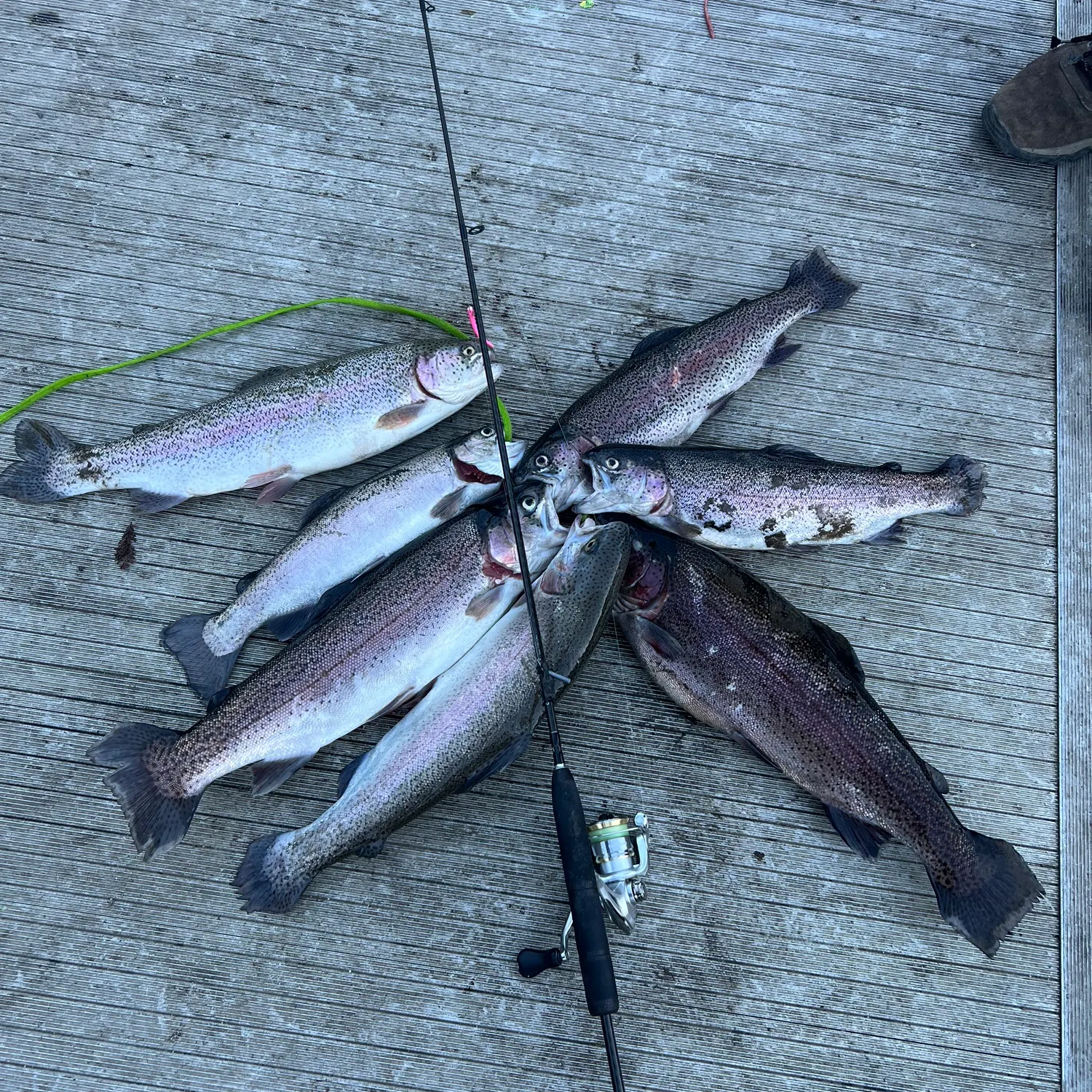 recently logged catches