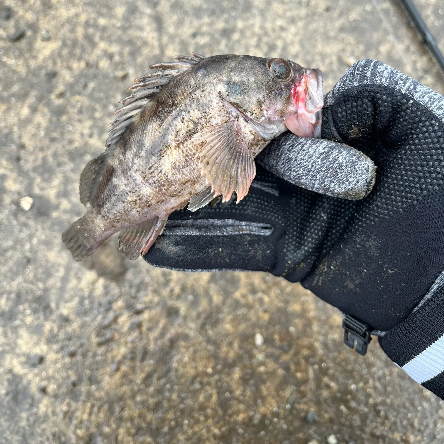Brown rockfish caught on Fishbrain