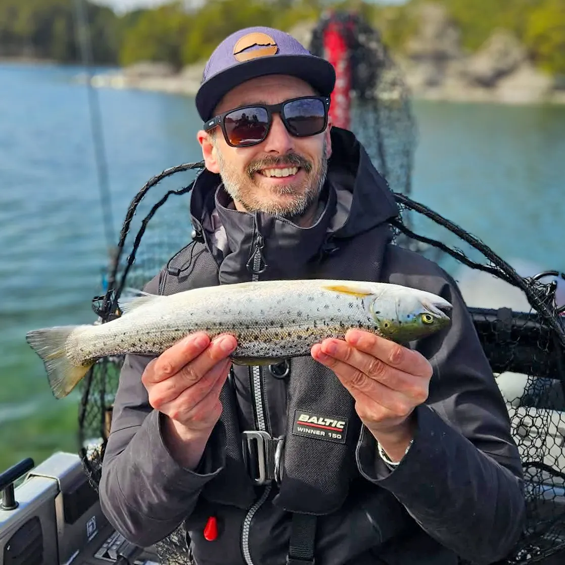 Sea trout caught on Fishbrain