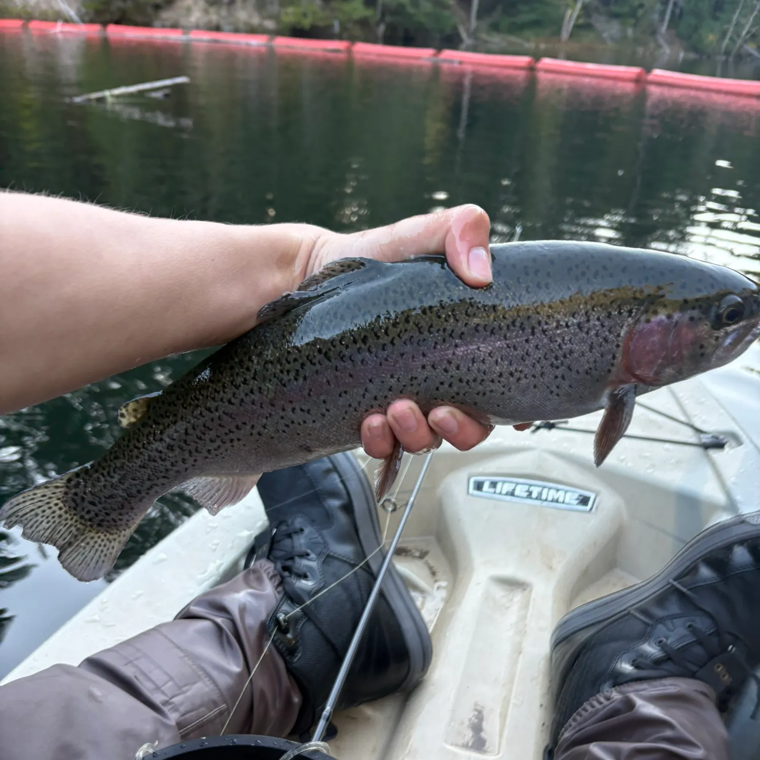 Rainbow trout caught on Fishbrain