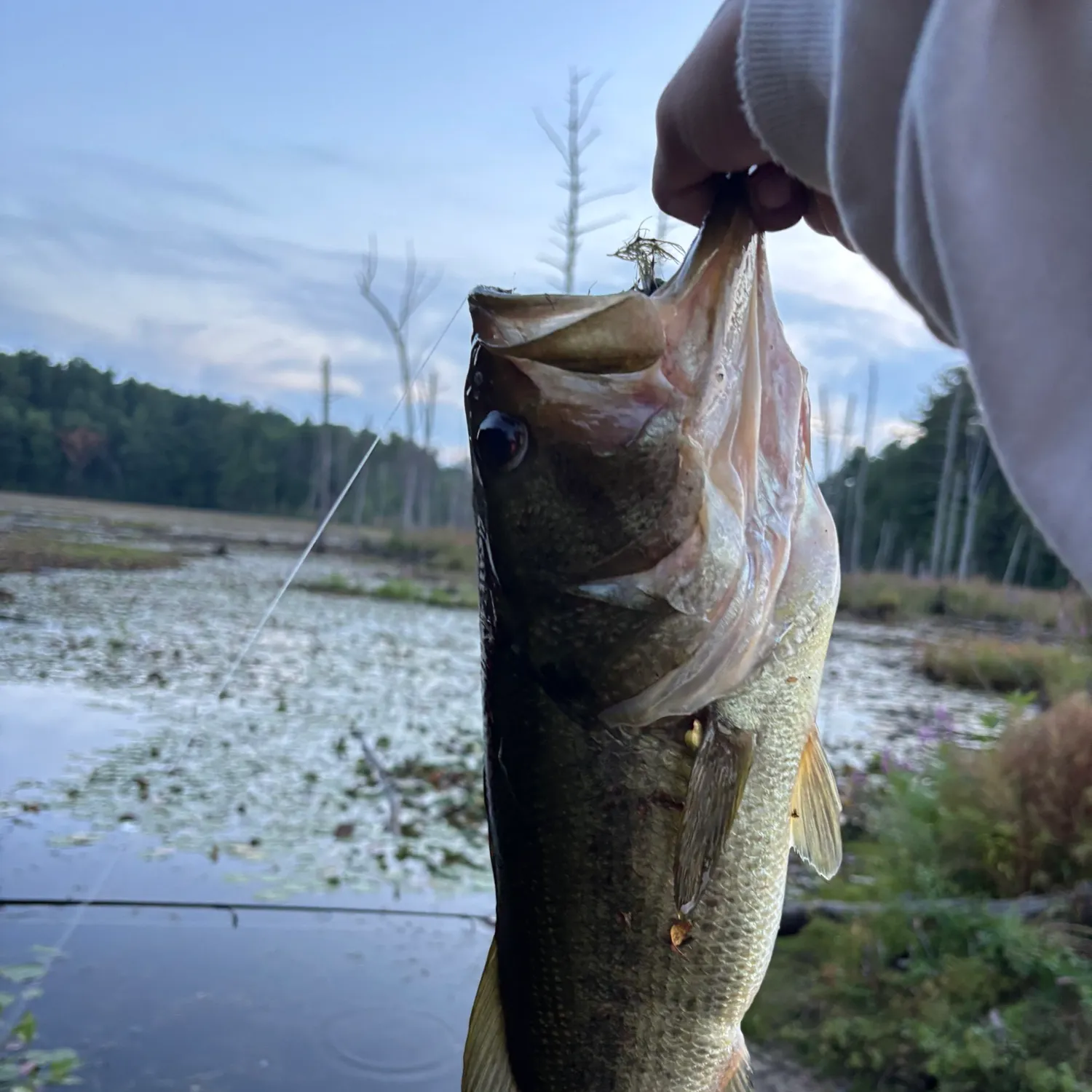 Largemouth bass caught on Fishbrain