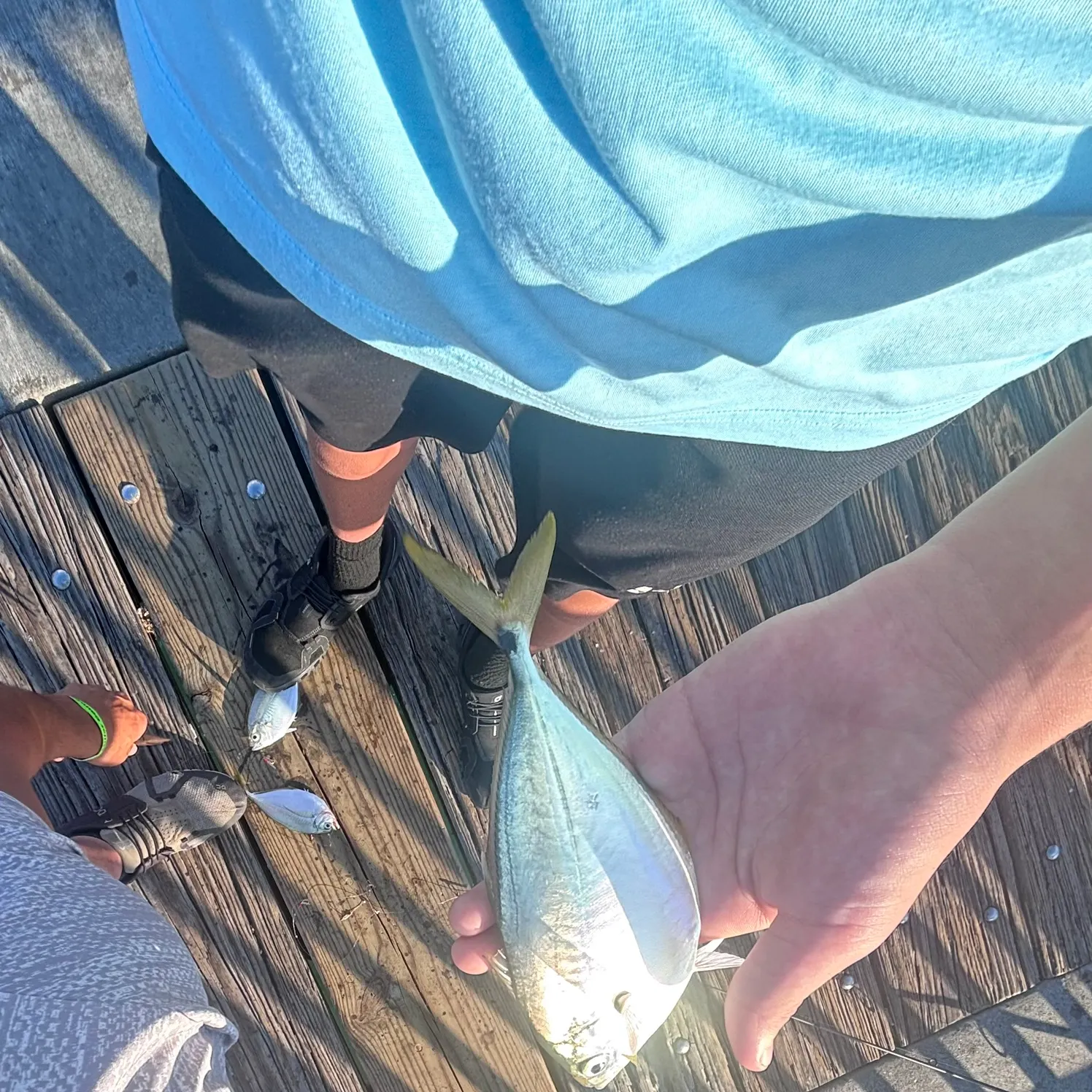 The most recent Blue runner catches on Fishbrain
