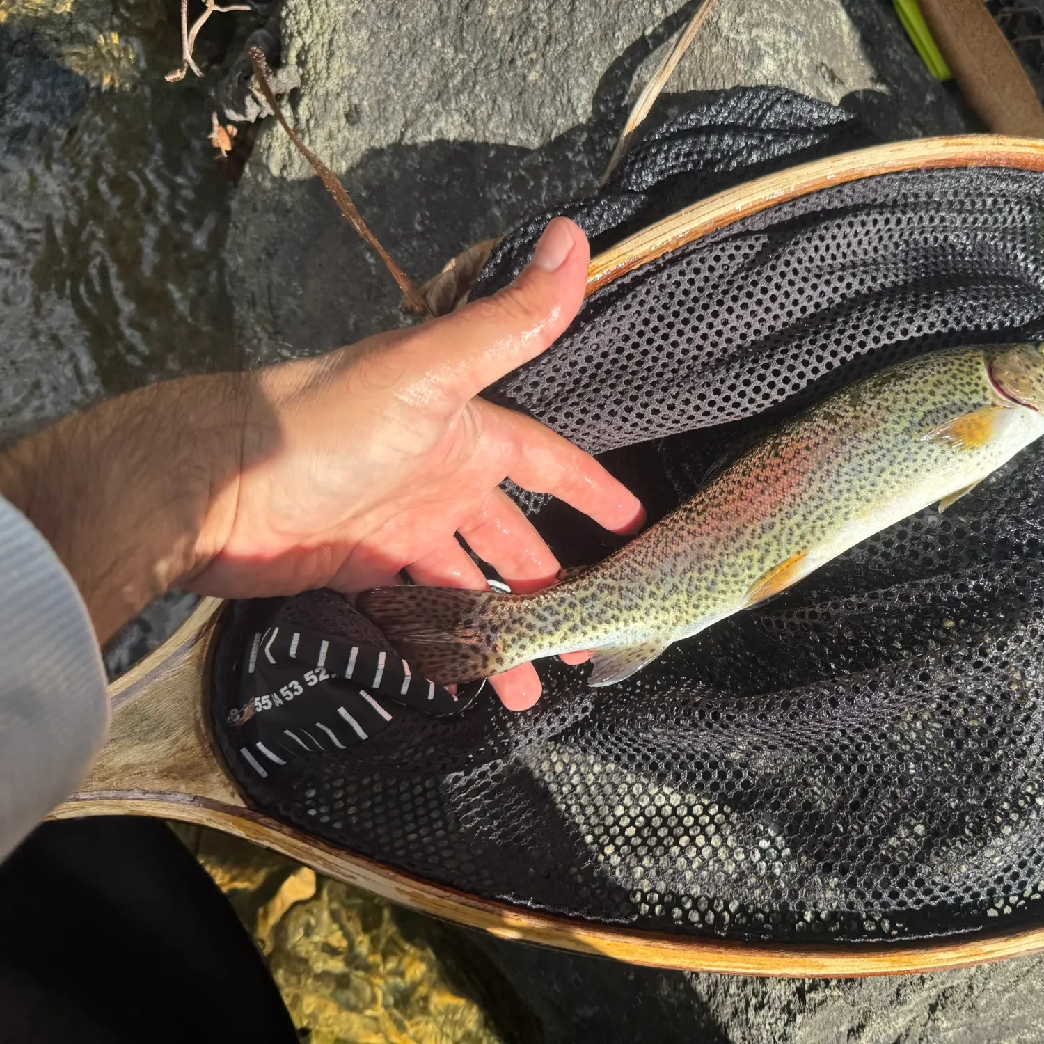 Rainbow trout caught on Fishbrain