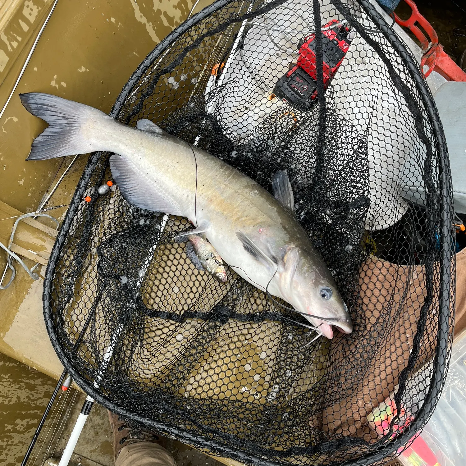 catch