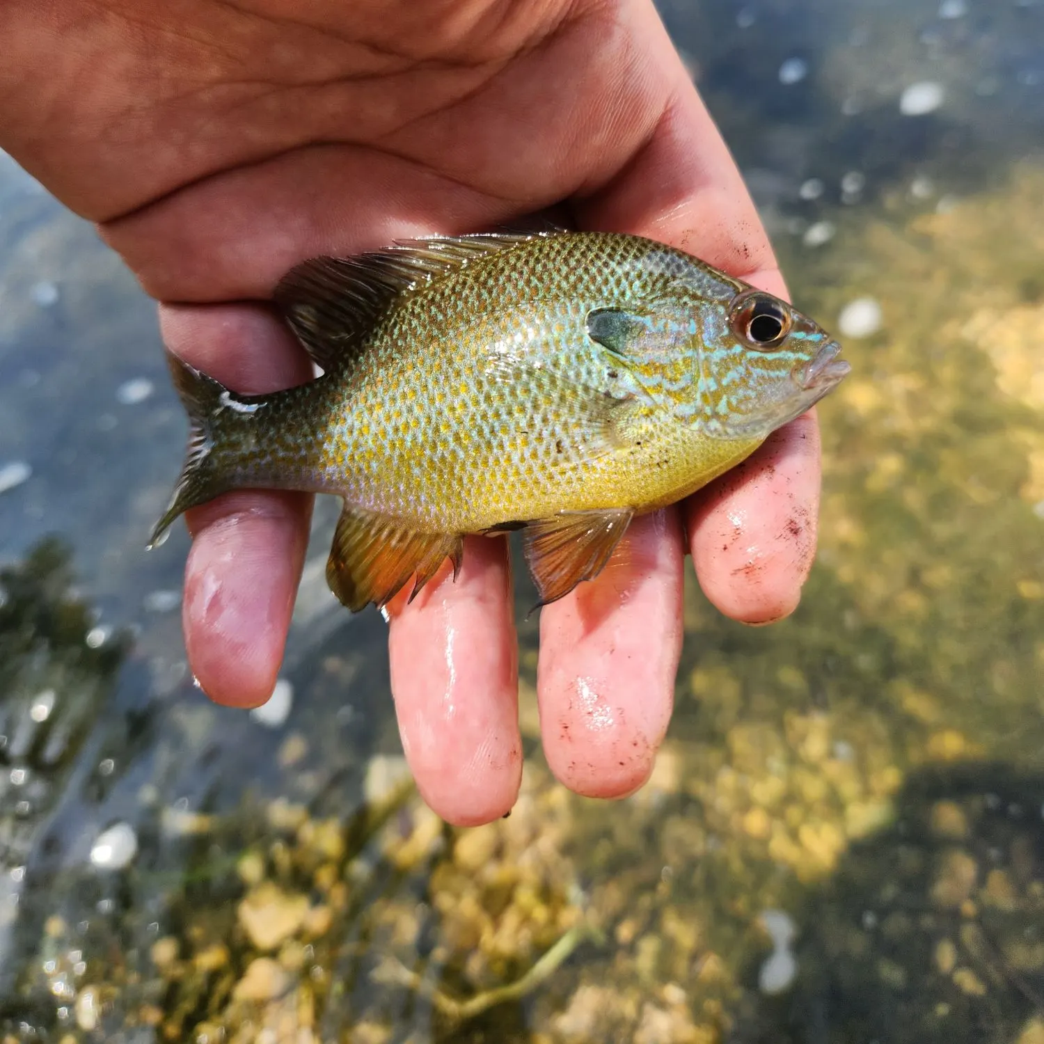 Green sunfish caught on Fishbrain
