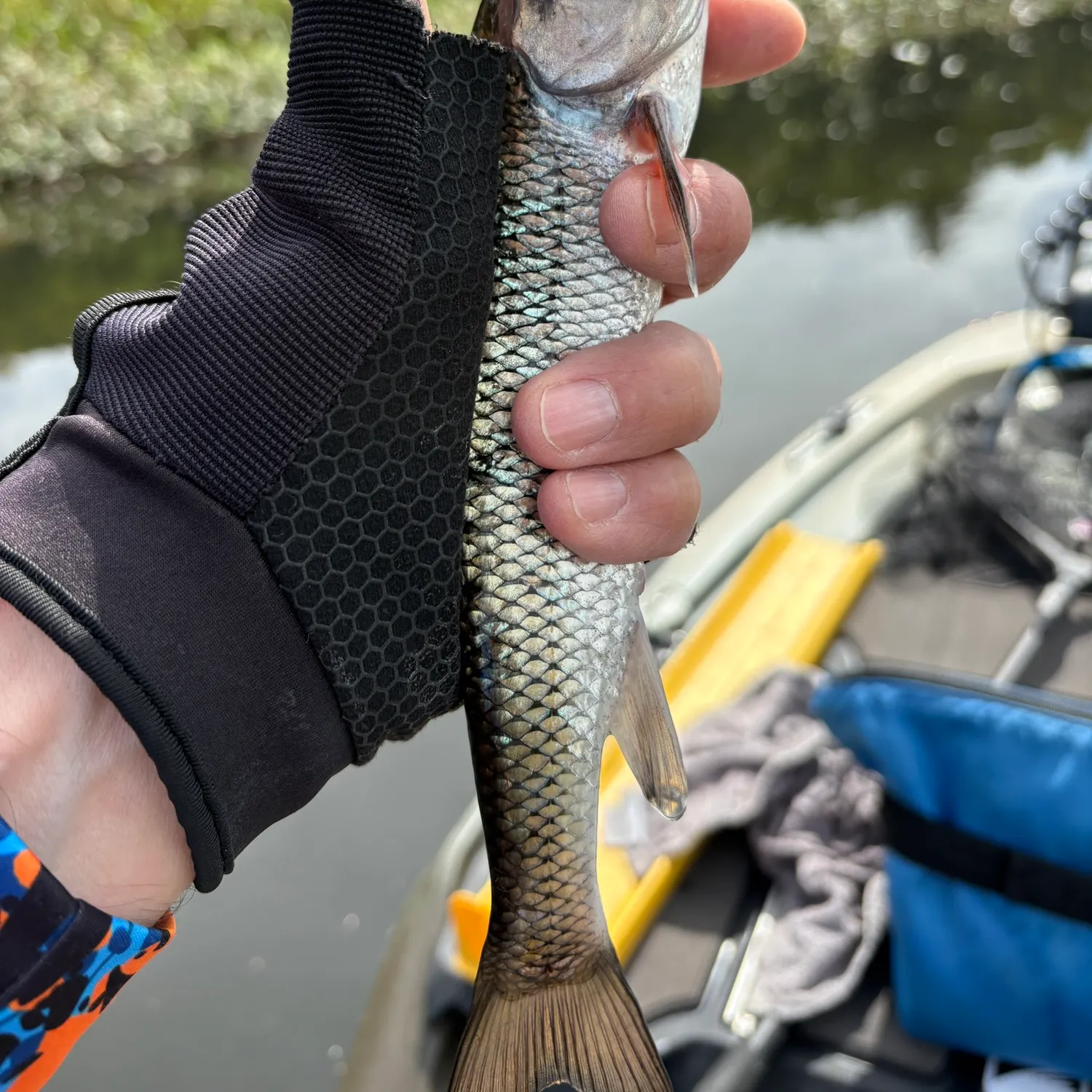 Fallfish caught on Fishbrain