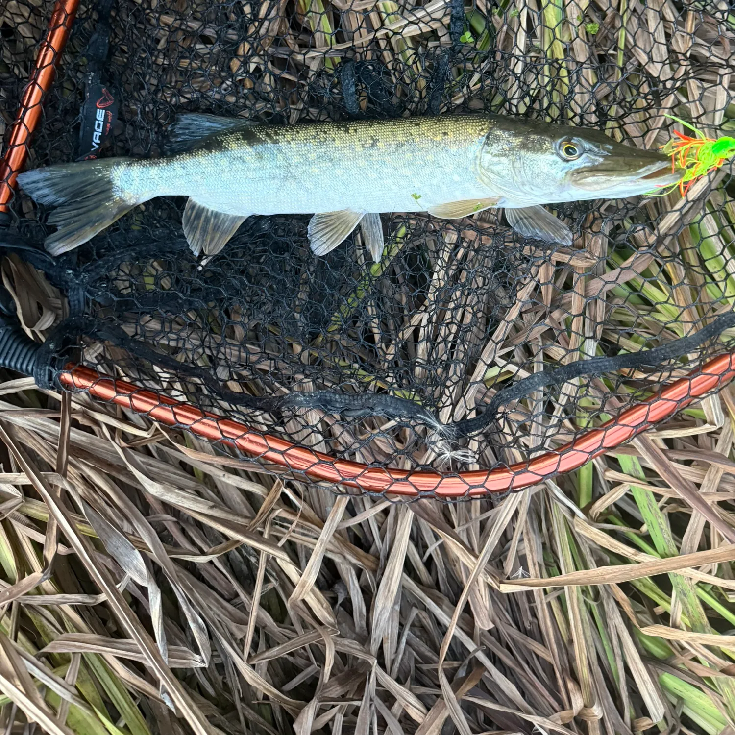 Northern pike caught on Fishbrain