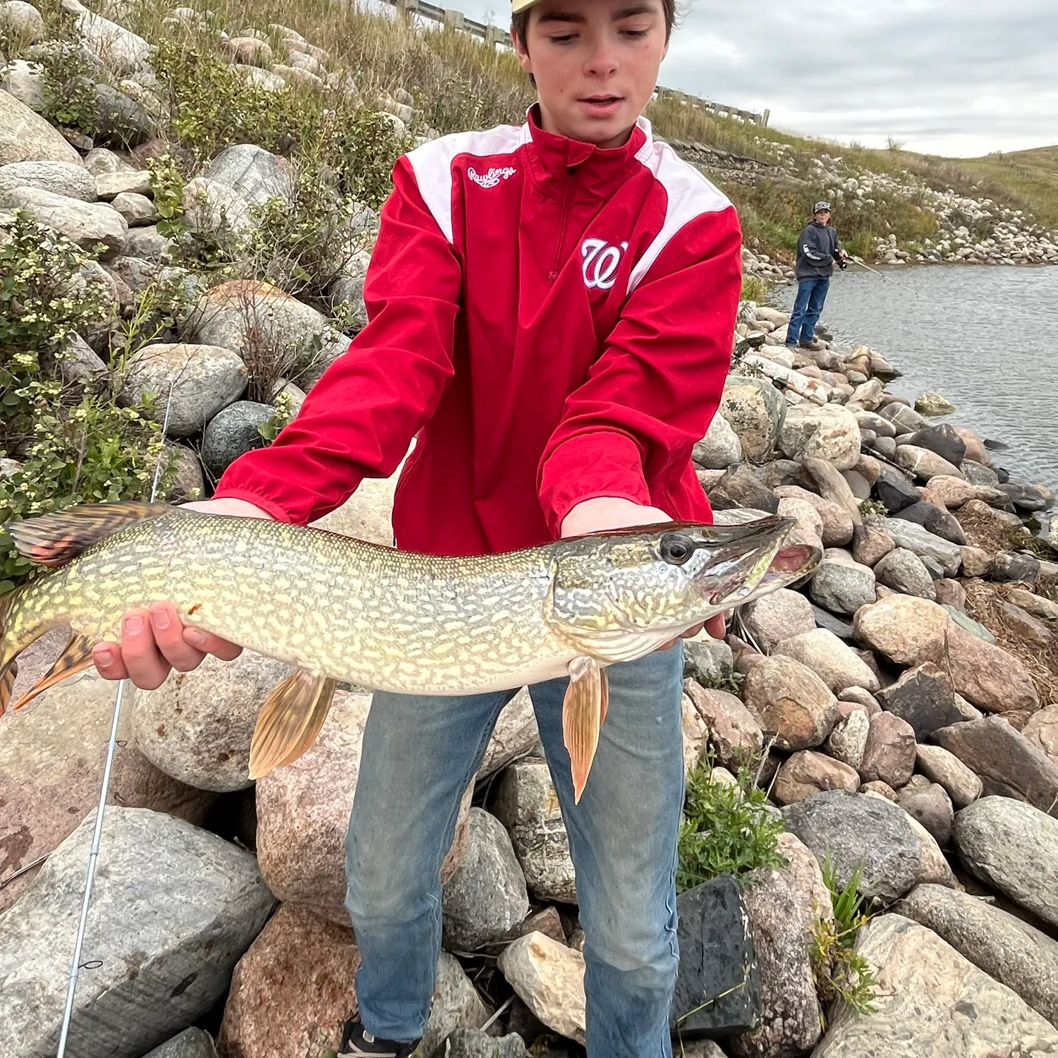 Northern pike caught on Fishbrain