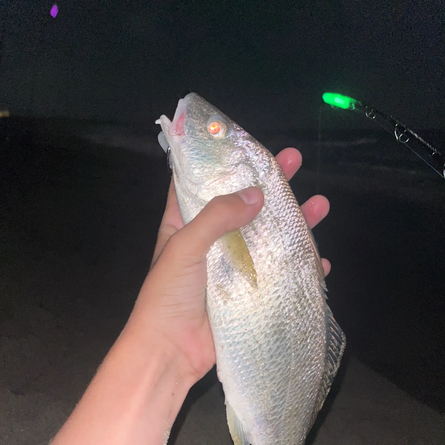 Yellowfin croaker caught on Fishbrain