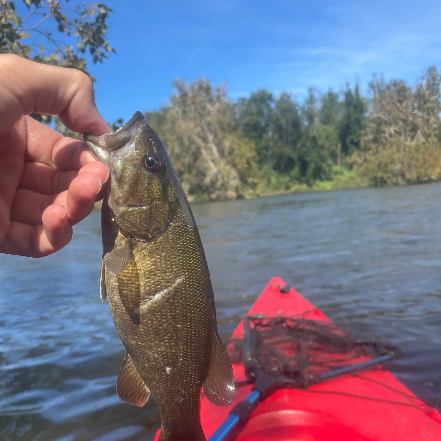 Smallmouth bass caught on Fishbrain