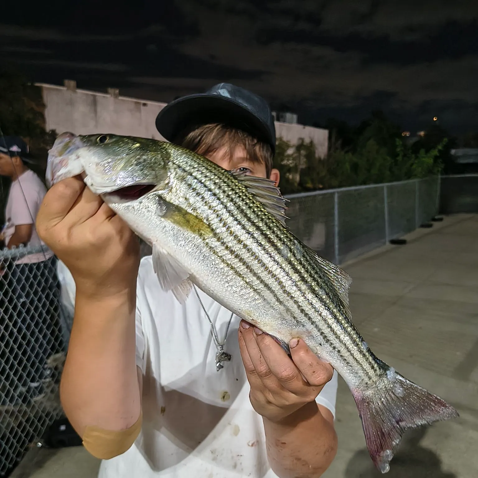 Striped bass caught on Fishbrain