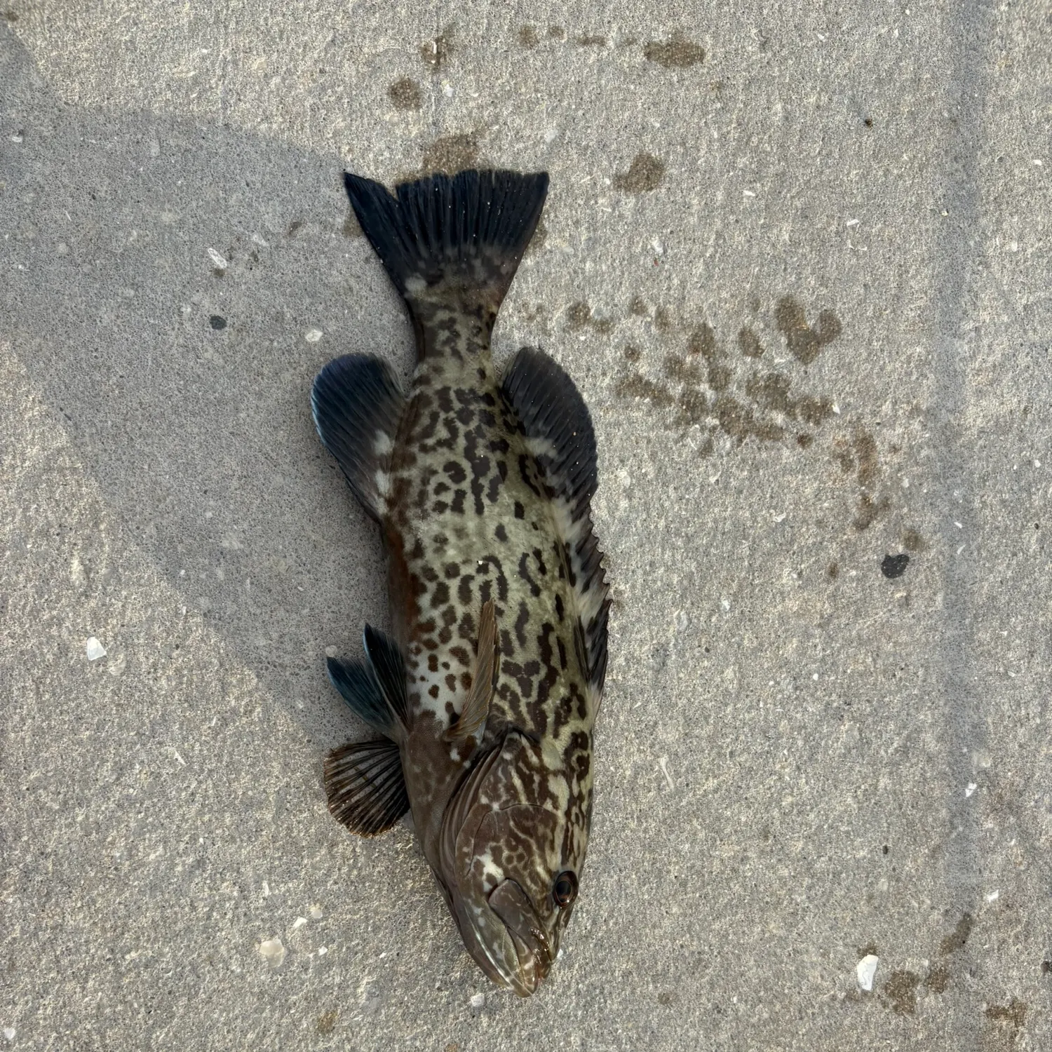 The most recent Gag grouper catches on Fishbrain