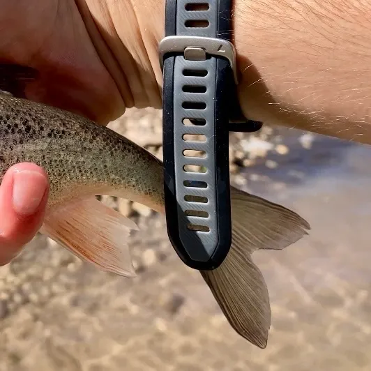 The most recent Roundtail chub catches on Fishbrain