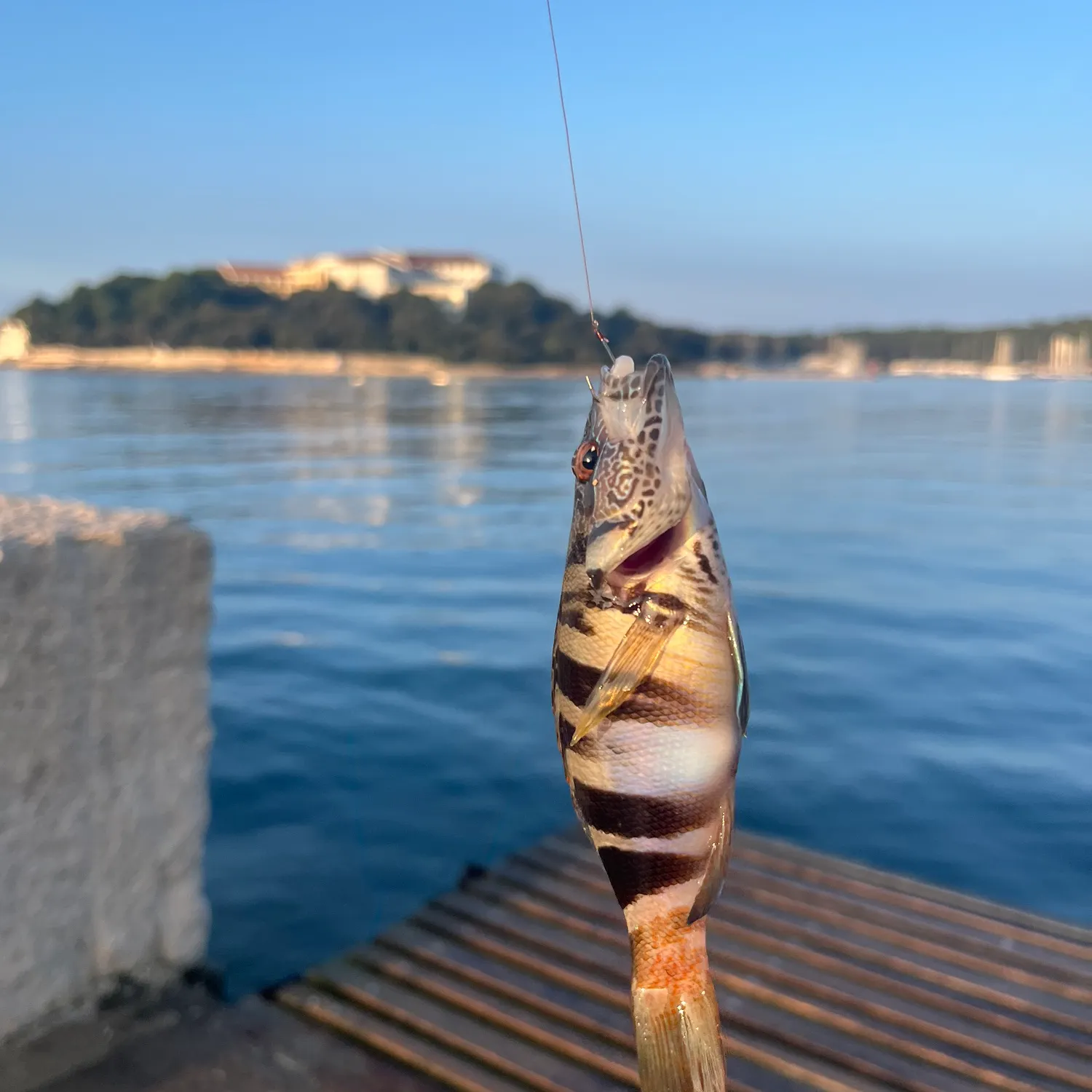 The most recent Painted comber catches on Fishbrain