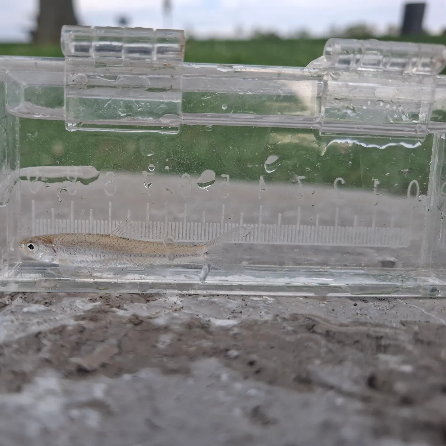 The most recent Sand shiner catches on Fishbrain