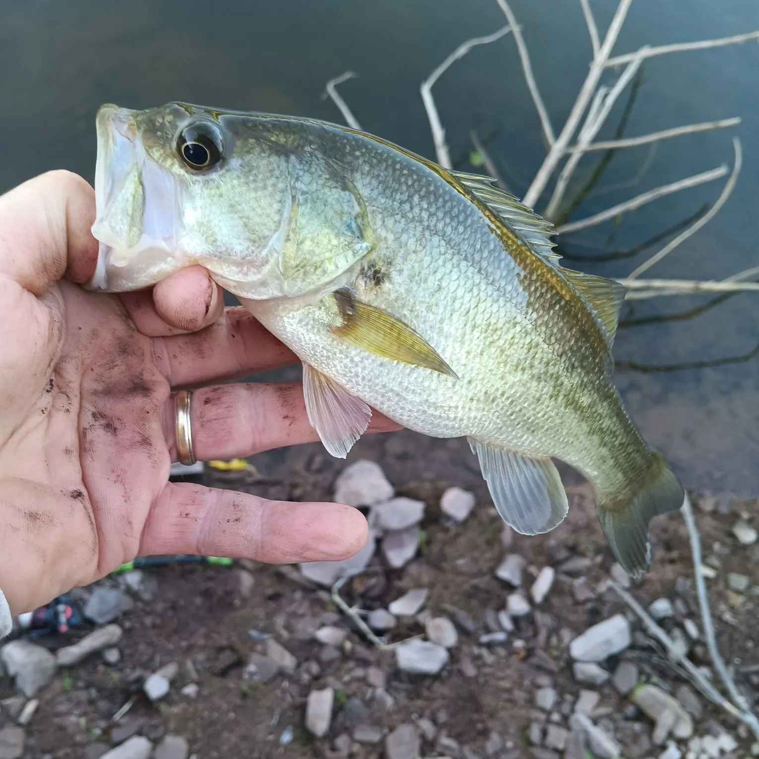 Largemouth bass caught on Fishbrain
