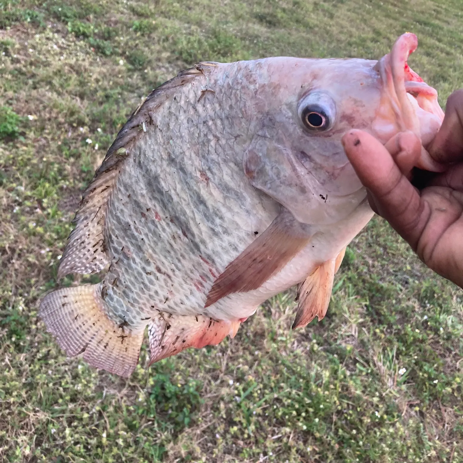 The most recent Nile tilapia catches on Fishbrain