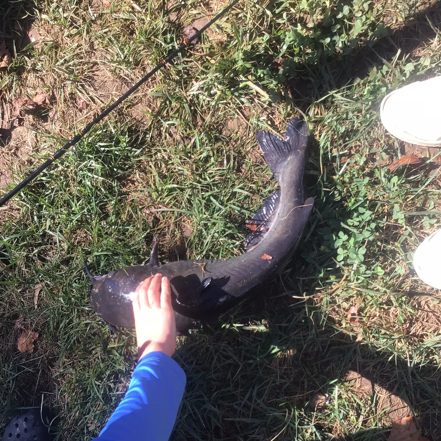 White bullhead caught on Fishbrain