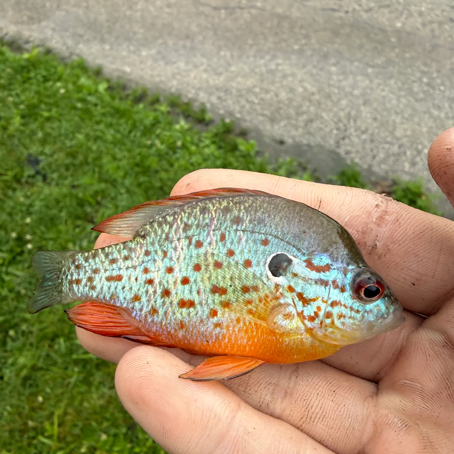The most recent Orangespotted sunfish catches on Fishbrain