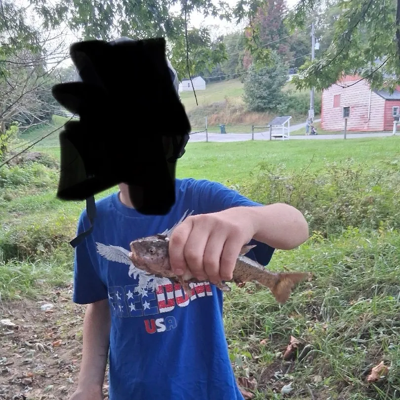 Yellow bullhead caught on Fishbrain