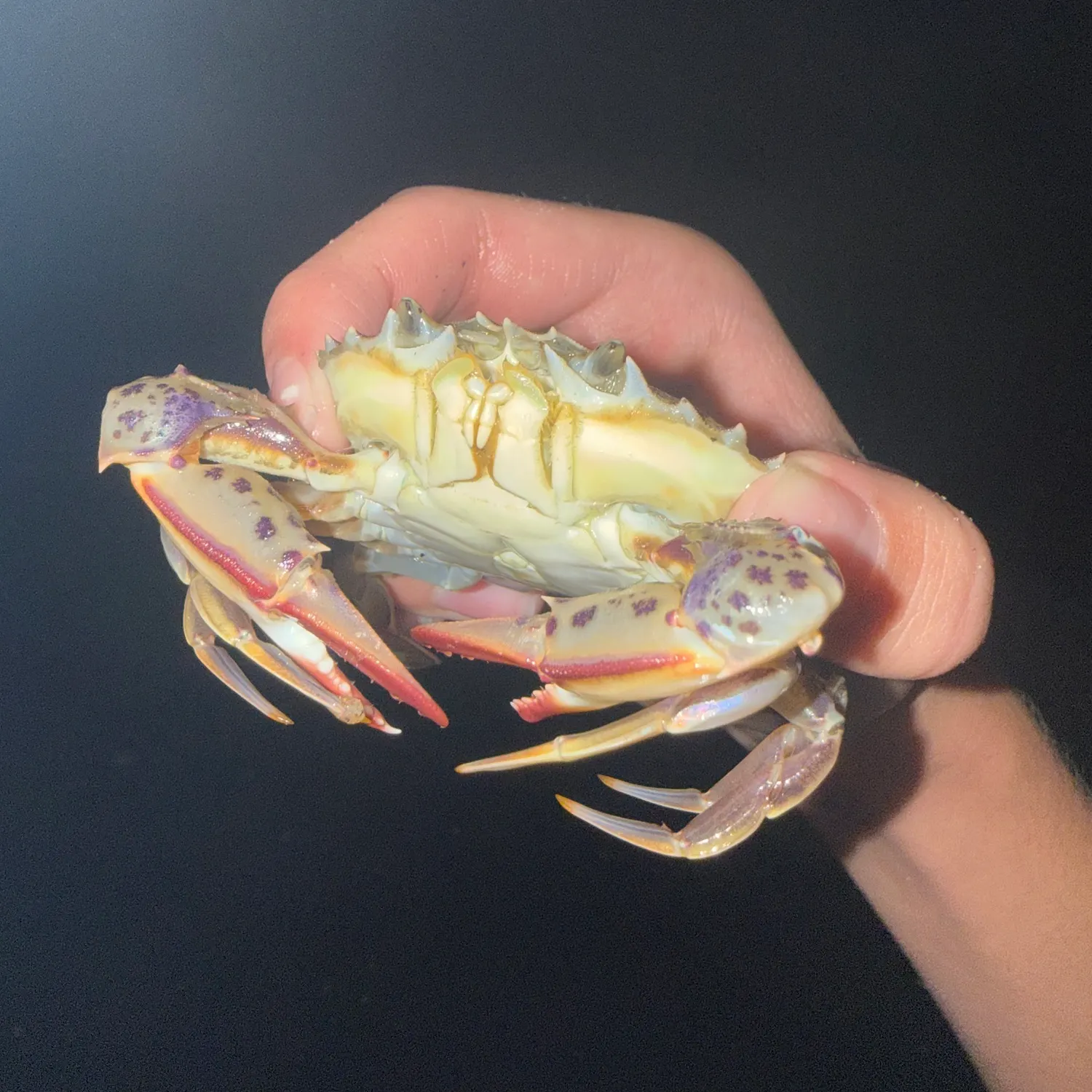 The most recent Graceful rock crab catches on Fishbrain