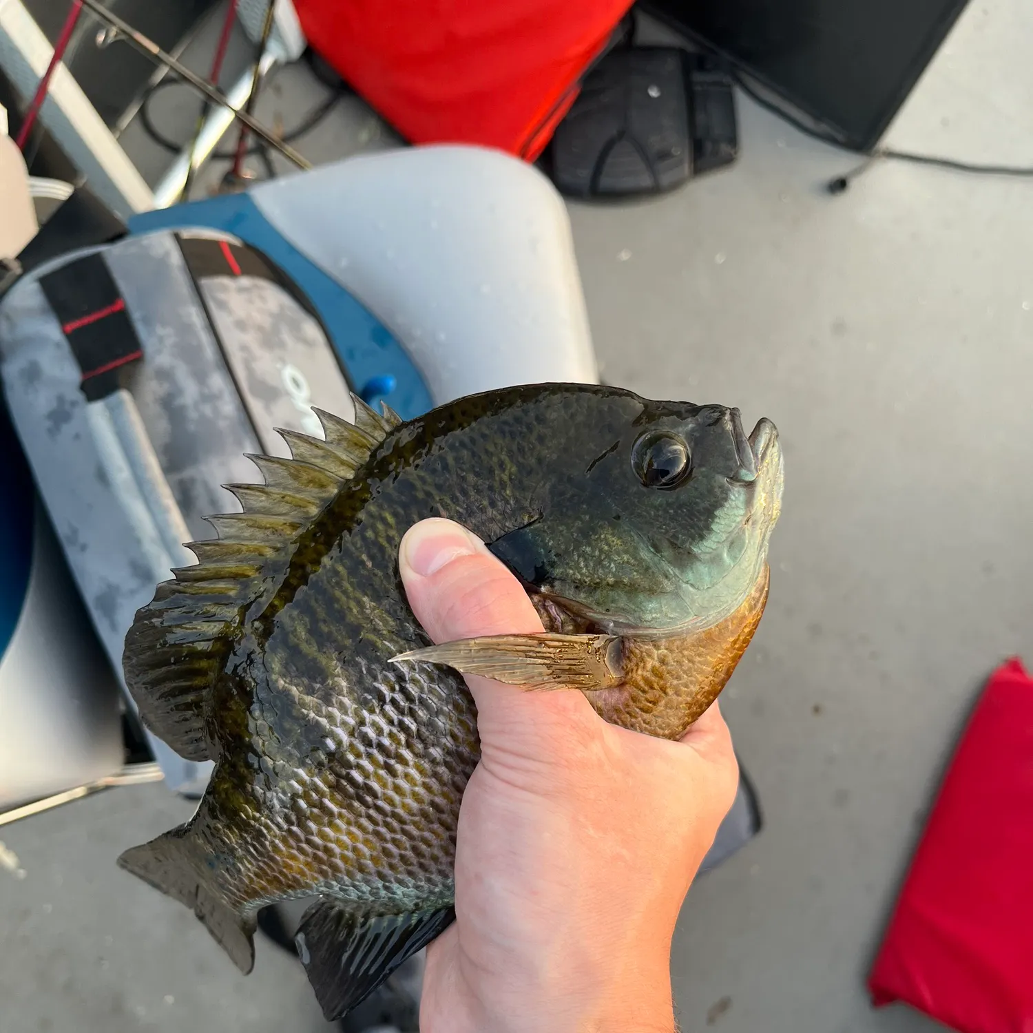 recently logged catches