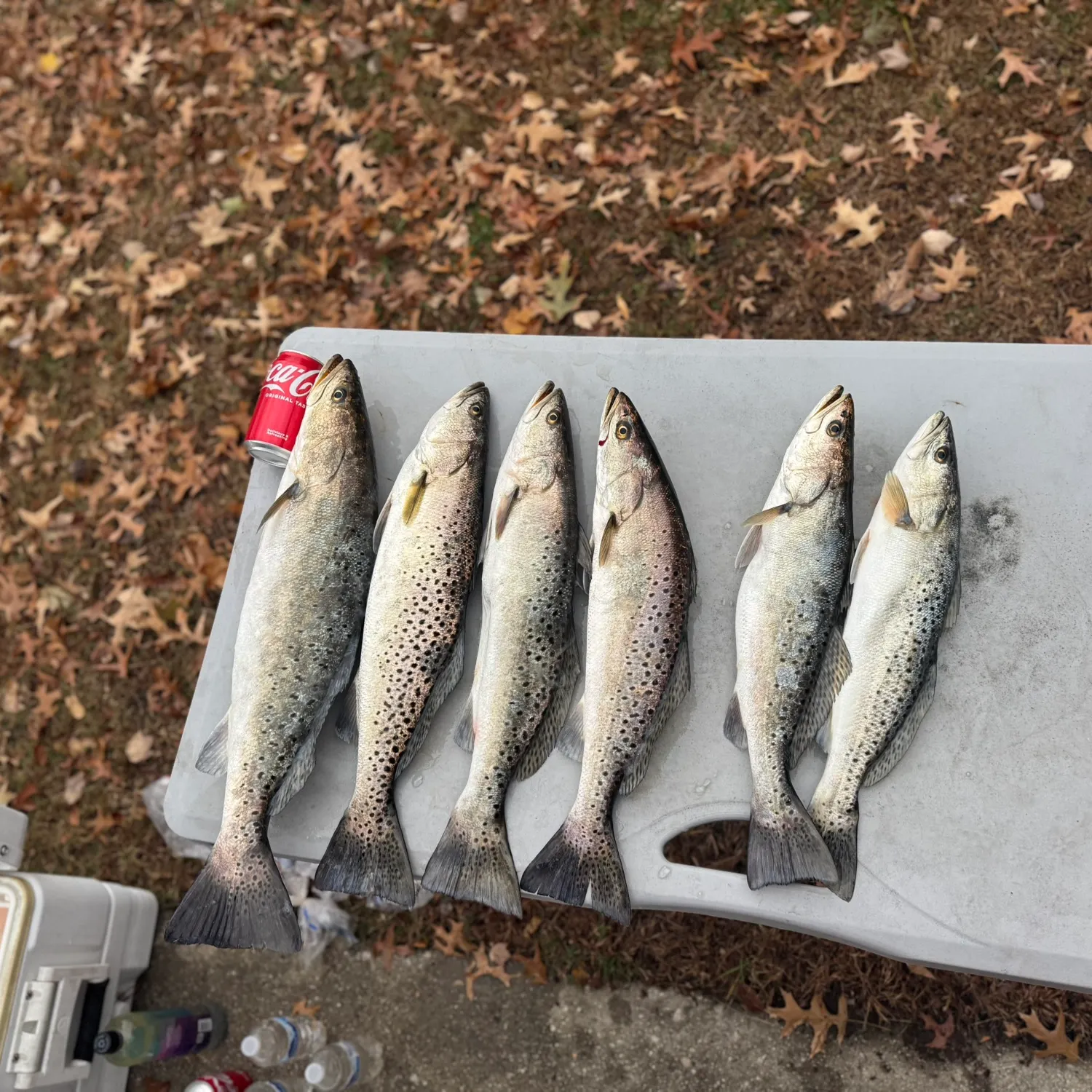 recently logged catches