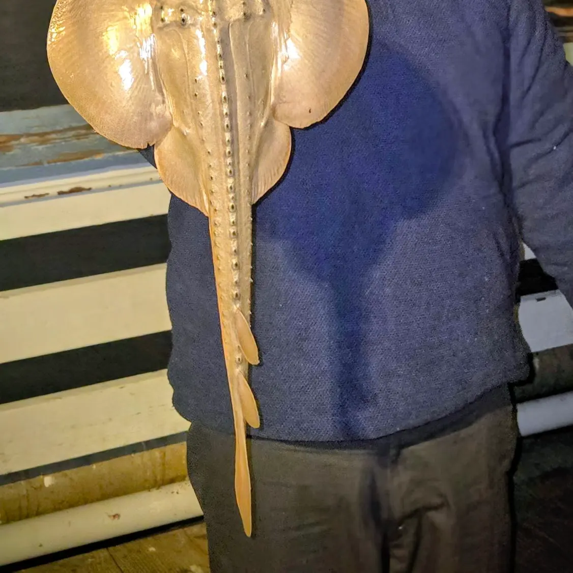 The most recent Thornback guitarfish catches on Fishbrain