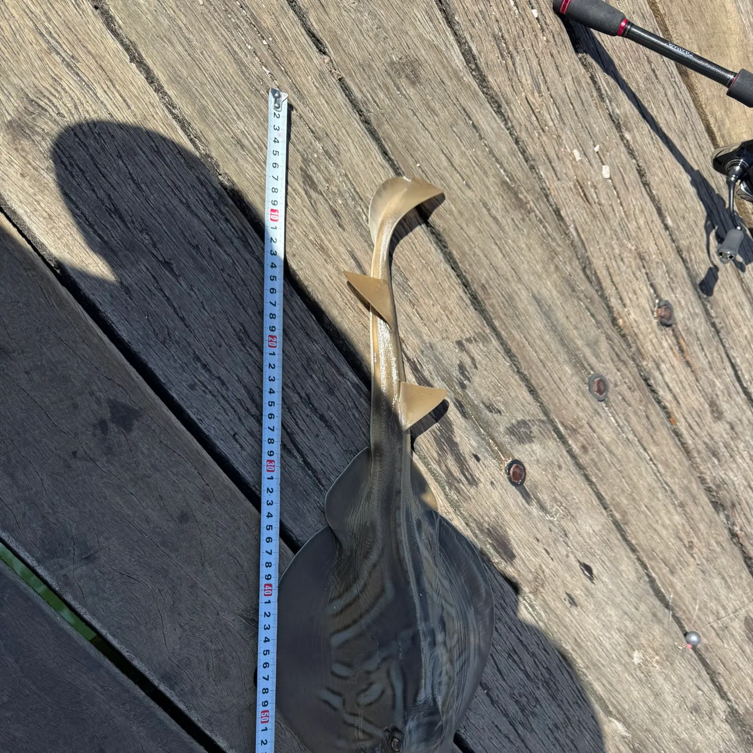 The most recent Southern fiddler catches on Fishbrain