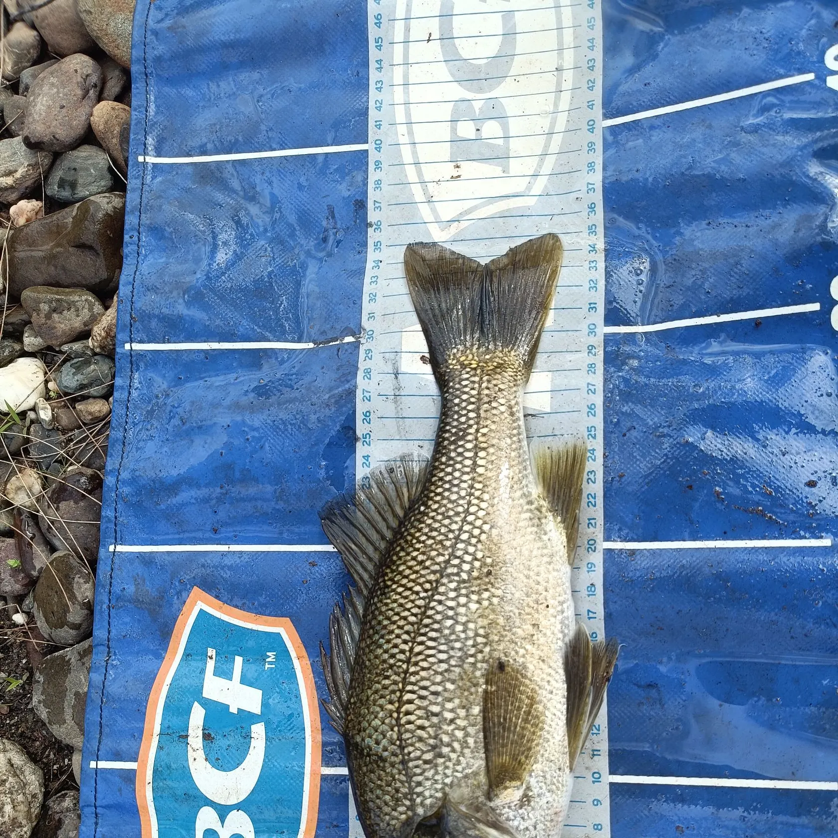 Australian bass caught on Fishbrain