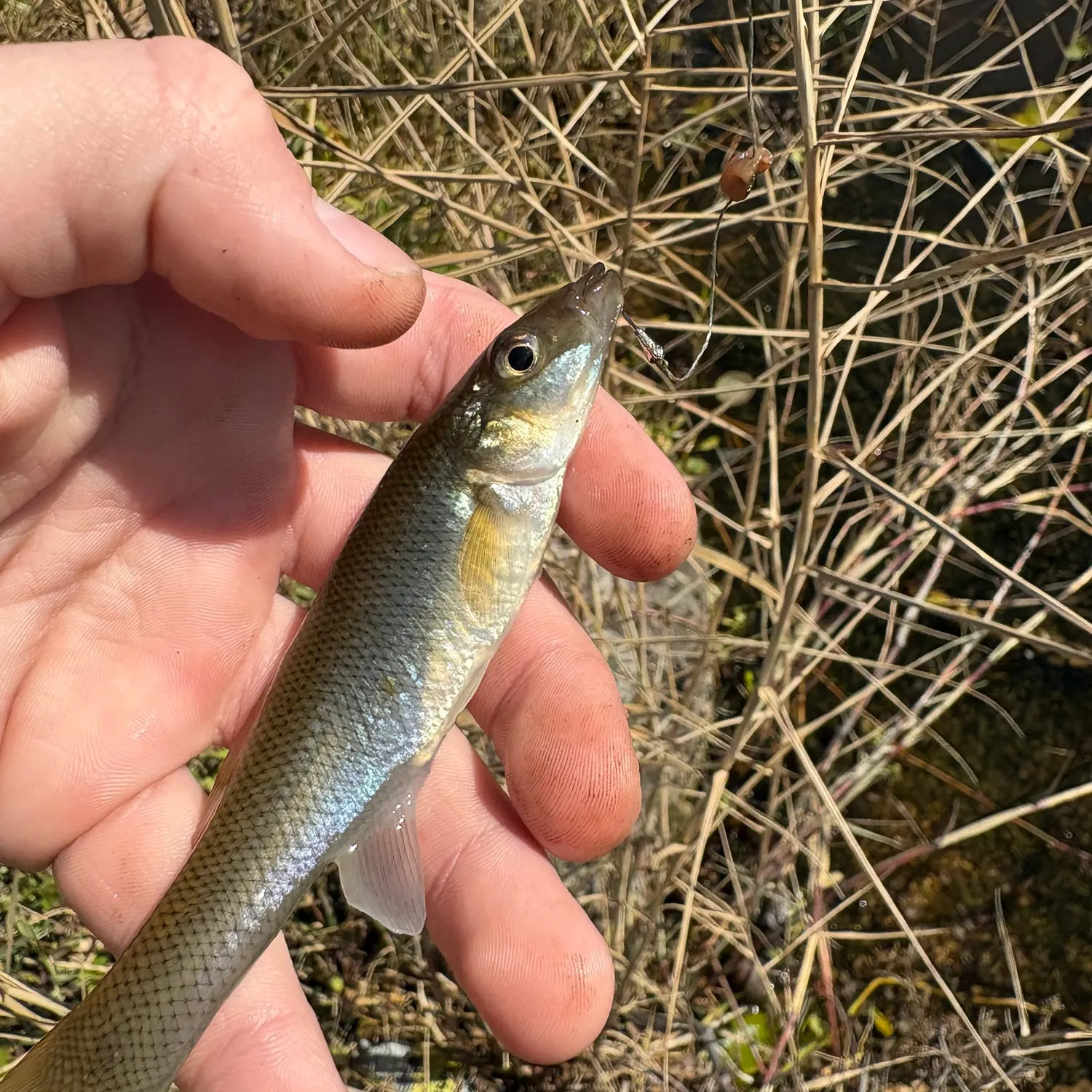 The most recent Seminole killifish catches on Fishbrain