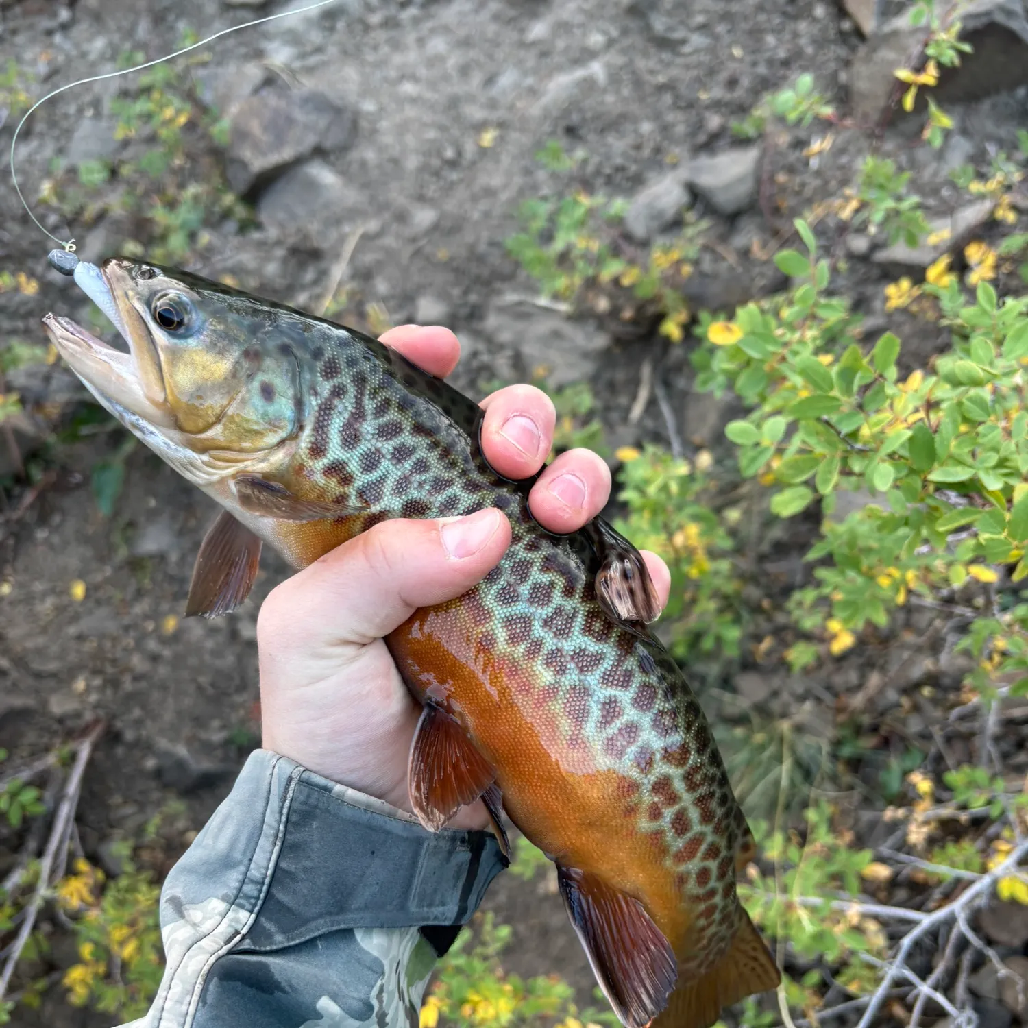 The most recent Tiger trout catches on Fishbrain