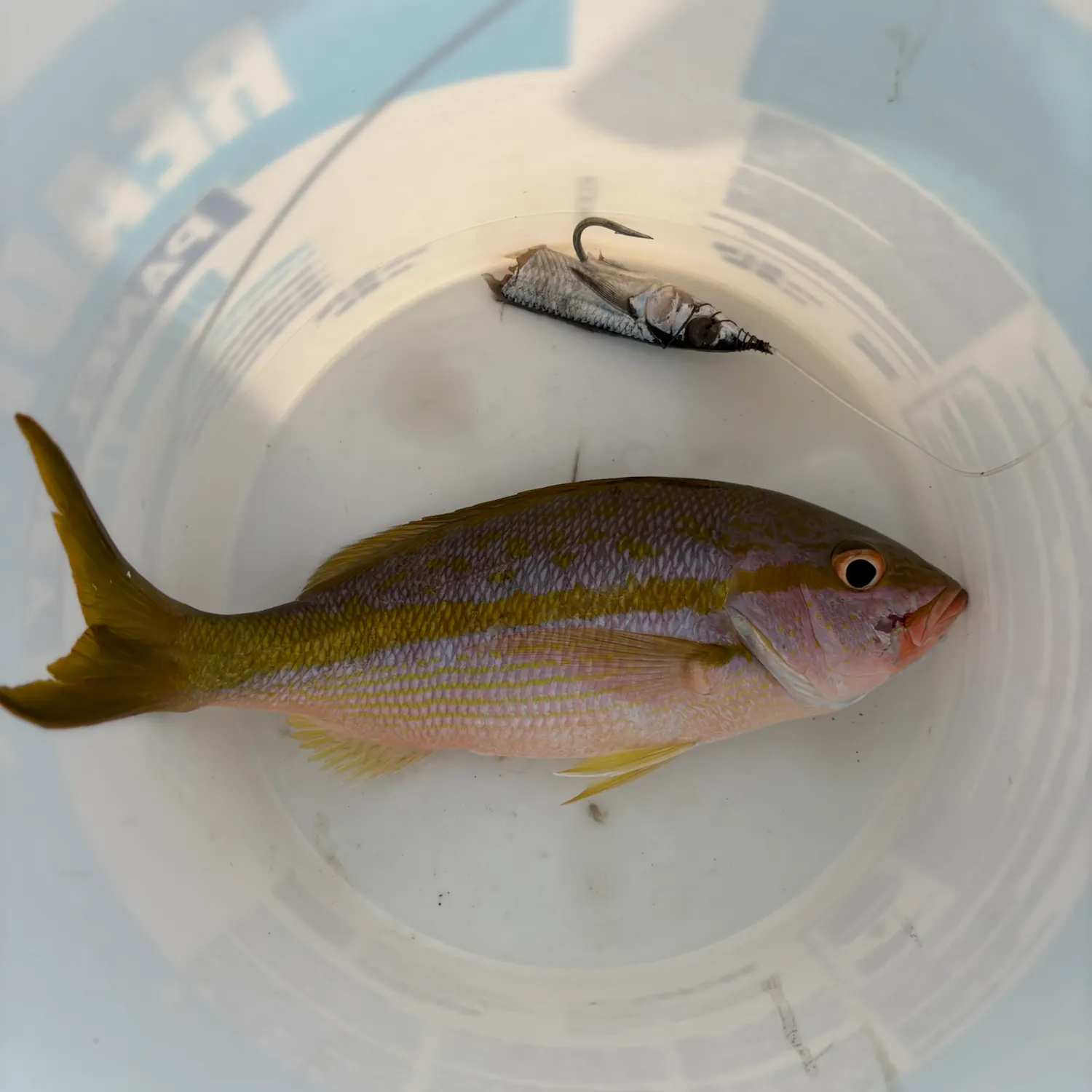 The most recent Yellowtail snapper catches on Fishbrain