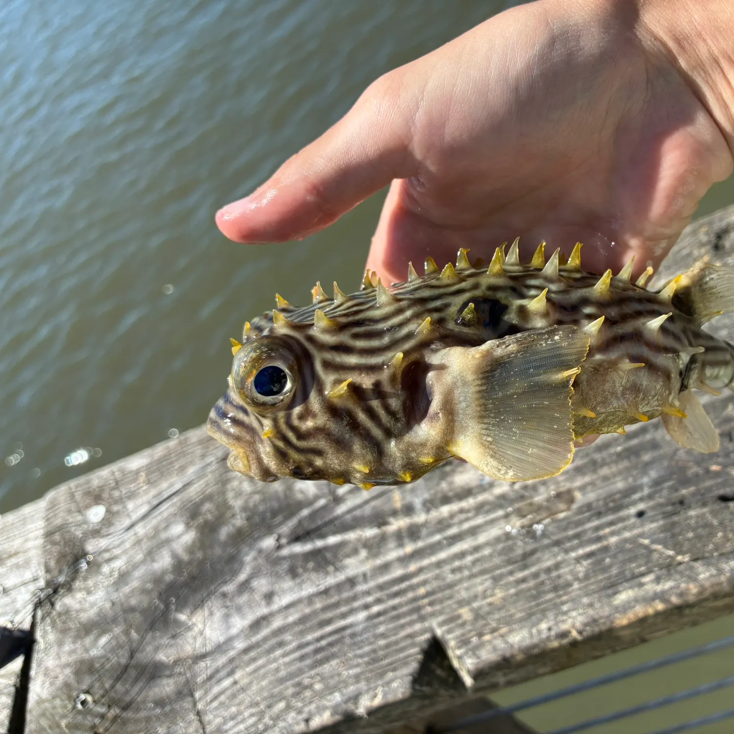 The most recent Striped burrfish catches on Fishbrain